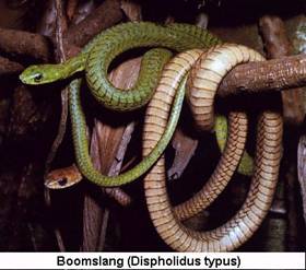 BOOMSLANG