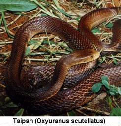 TAIPAN