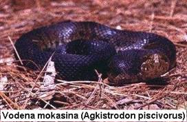 VODENA MOKASINA