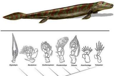 Tiktaalik