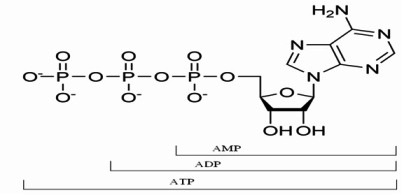 Adenozintrifosfat