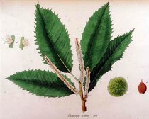 Castanea sativa Miller