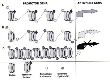 Epigeneticke promjene u genu