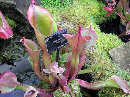 Vrsta Heliamphora nutans