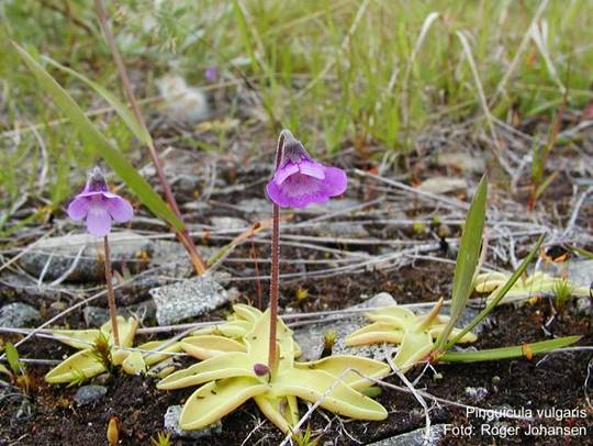 Vrsta Pinguicula vulgaris