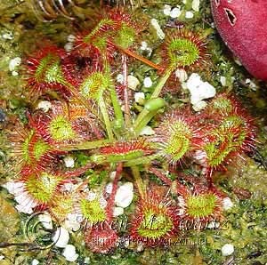 Vrsta Drosera rotundifolia