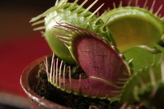 Vrsta Dionaea muscipula