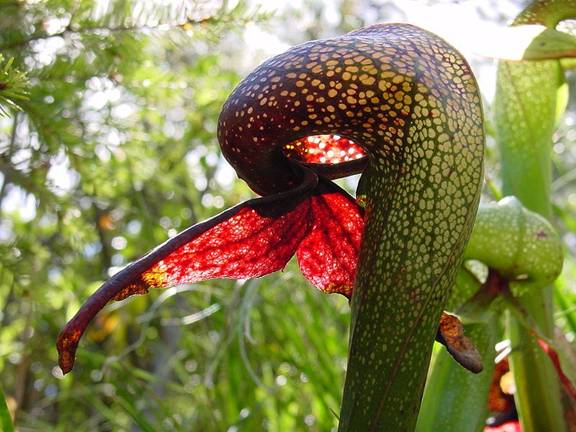 Vrsta Darlingtonia californica