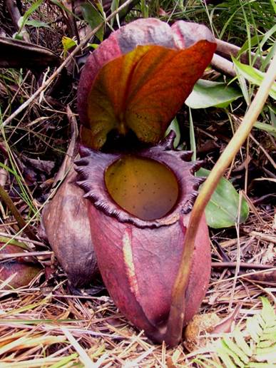 Vrsta Nepenthes rajah