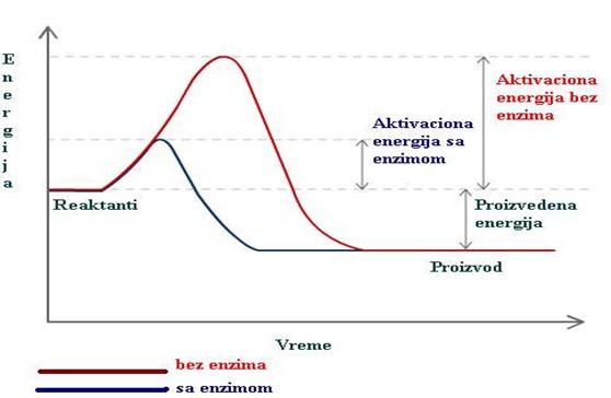 Mehanizam enzimske reakcije