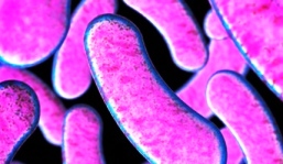 Clostridium botulinum