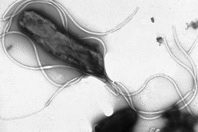 Helicobacter pylori