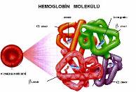 Hemoglobin