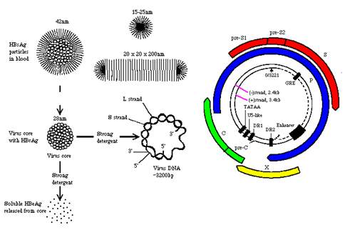 Hepatitis B