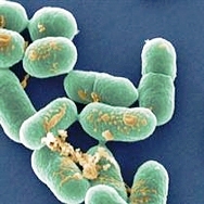 Listeria monocytogenes