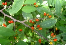 Cocae folium