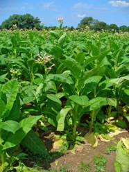 Nicotiana