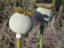 Papaver somniferum