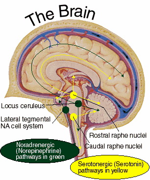 neurotransmiteri