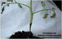 Pythium