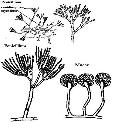 Struktura penicilijuma