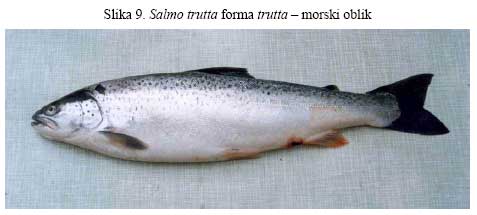 Salmo trutta forma trutta