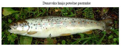 Dunavska linija potocne pastrmke