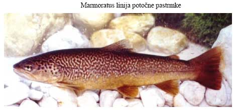 Marmoratus linija potocne pastrmke