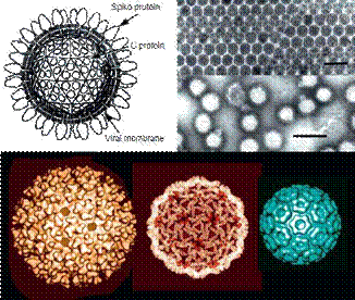 Struktura roda Alphavirus