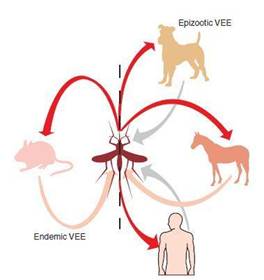 Enzotski i epizotski nacin širenja Venecuelanskog encefalitisa konja